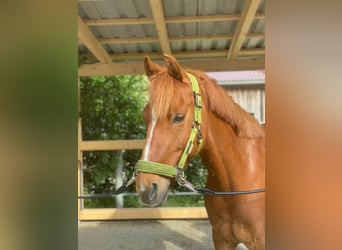 Deutsches Reitpony, Wallach, 10 Jahre, Fuchs