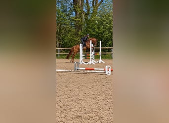 Deutsches Reitpony, Wallach, 10 Jahre, Fuchs