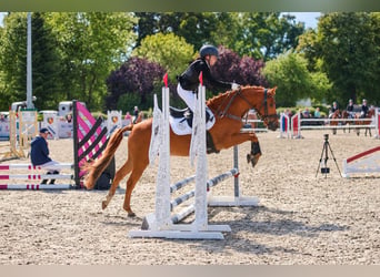 Deutsches Reitpony, Wallach, 10 Jahre, Fuchs