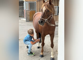 Deutsches Reitpony, Wallach, 11 Jahre, 135 cm, Dunkelfuchs
