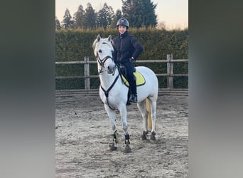 Deutsches Reitpony, Wallach, 11 Jahre, 137 cm