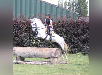 Deutsches Reitpony, Wallach, 11 Jahre, 137 cm