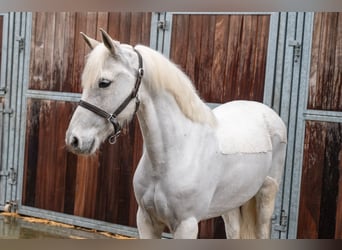 Deutsches Reitpony, Wallach, 11 Jahre, 137 cm