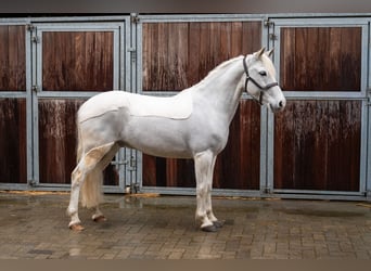 Deutsches Reitpony, Wallach, 11 Jahre, 137 cm