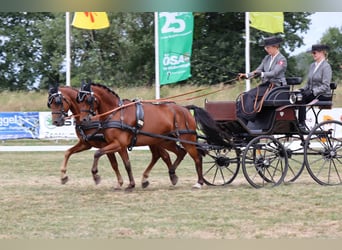 Deutsches Reitpony, Wallach, 11 Jahre, 140 cm, Dunkelfuchs