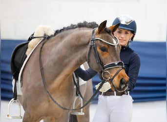 Deutsches Reitpony, Wallach, 11 Jahre, 141 cm, Brauner