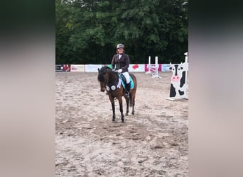 Deutsches Reitpony, Wallach, 11 Jahre, 141 cm, Dunkelbrauner