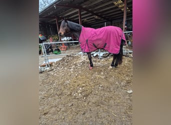 Deutsches Reitpony, Wallach, 11 Jahre, 141 cm, Dunkelbrauner