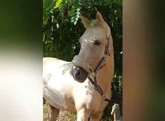 Deutsches Reitpony, Wallach, 11 Jahre, 142 cm, Palomino