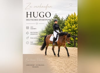 Deutsches Reitpony, Wallach, 11 Jahre, 143 cm, Brauner