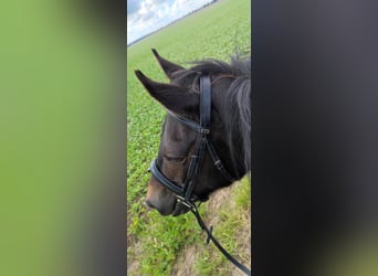 Deutsches Reitpony, Wallach, 11 Jahre, 143 cm, Dunkelbrauner