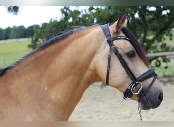 Deutsches Reitpony, Wallach, 11 Jahre, 145 cm, Buckskin