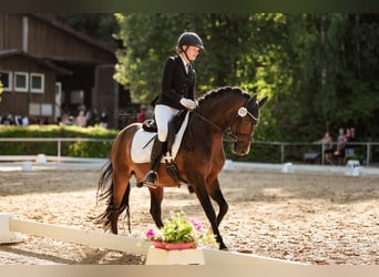 Deutsches Reitpony, Wallach, 11 Jahre, 145 cm, Dunkelbrauner