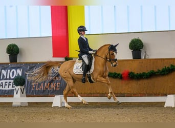 Deutsches Reitpony, Wallach, 11 Jahre, 146 cm, Fuchs