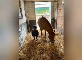 Deutsches Reitpony, Wallach, 11 Jahre, 146 cm, Fuchs