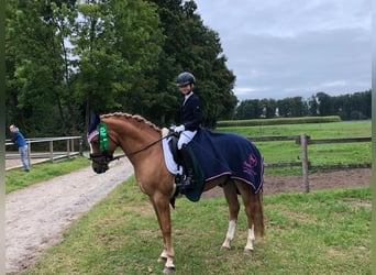 Deutsches Reitpony, Wallach, 11 Jahre, 146 cm, Fuchs