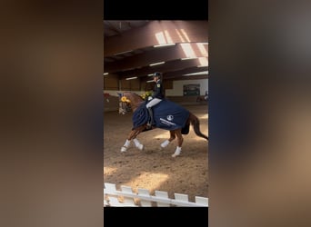 Deutsches Reitpony, Wallach, 11 Jahre, 146 cm, Fuchs