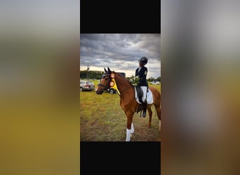 Deutsches Reitpony, Wallach, 11 Jahre, 146 cm, Fuchs
