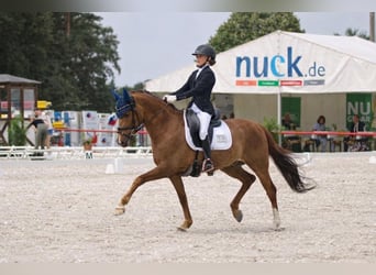 Deutsches Reitpony, Wallach, 11 Jahre, 146 cm, Fuchs