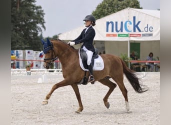 Deutsches Reitpony, Wallach, 11 Jahre, 146 cm, Fuchs
