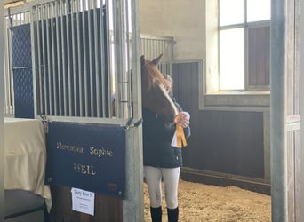 Deutsches Reitpony, Wallach, 11 Jahre, 146 cm, Fuchs