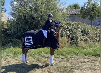 Deutsches Reitpony, Wallach, 11 Jahre, 146 cm, Fuchs