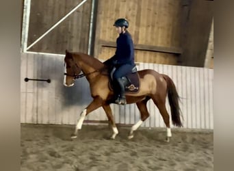 Deutsches Reitpony, Wallach, 11 Jahre, 146 cm, Fuchs