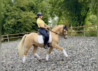 Deutsches Reitpony, Wallach, 11 Jahre, 146 cm, Palomino