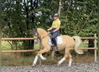Deutsches Reitpony, Wallach, 11 Jahre, 146 cm, Palomino