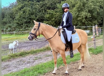Deutsches Reitpony, Wallach, 11 Jahre, 146 cm, Palomino