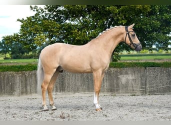 Deutsches Reitpony, Wallach, 11 Jahre, 146 cm, Palomino