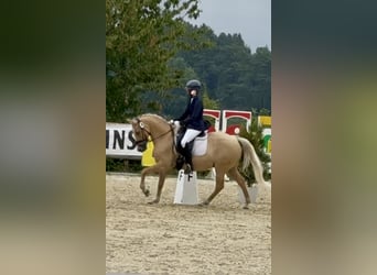 Deutsches Reitpony, Wallach, 11 Jahre, 146 cm, Palomino