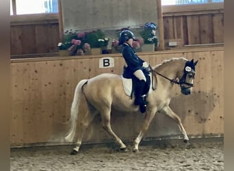 Deutsches Reitpony, Wallach, 11 Jahre, 146 cm, Palomino