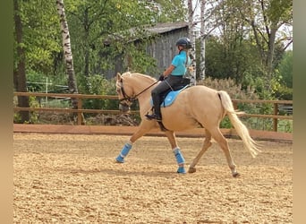 Deutsches Reitpony, Wallach, 11 Jahre, 146 cm, Palomino