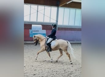 Deutsches Reitpony, Wallach, 11 Jahre, 146 cm, Palomino