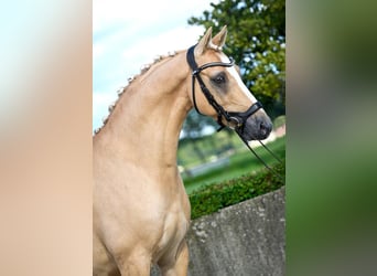 Deutsches Reitpony, Wallach, 11 Jahre, 146 cm, Palomino