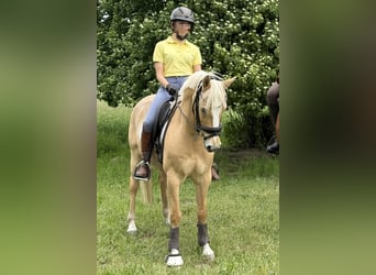 Deutsches Reitpony, Wallach, 11 Jahre, 146 cm, Palomino