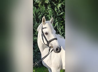 Deutsches Reitpony, Wallach, 11 Jahre, 146 cm, Schimmel