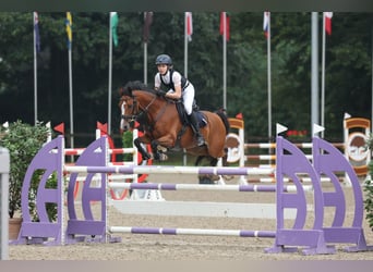 Deutsches Reitpony, Wallach, 11 Jahre, 146 cm