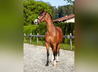 Deutsches Reitpony, Wallach, 11 Jahre, 147 cm, Brauner