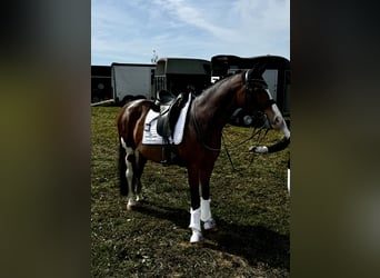 Deutsches Reitpony, Wallach, 11 Jahre, 147 cm, Brauner