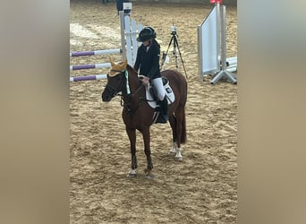 Deutsches Reitpony, Wallach, 11 Jahre, 147 cm, Dunkelfuchs
