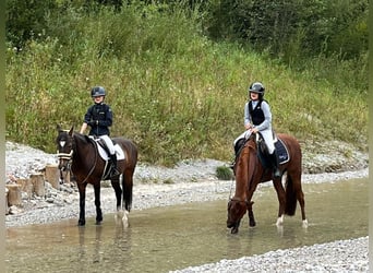 Deutsches Reitpony, Wallach, 11 Jahre, 147 cm, Dunkelfuchs