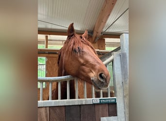 Deutsches Reitpony, Wallach, 11 Jahre, 147 cm, Dunkelfuchs