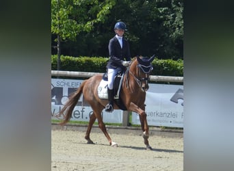 Deutsches Reitpony, Wallach, 11 Jahre, 147 cm, Fuchs