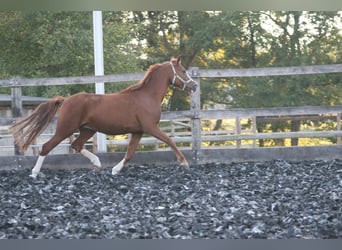 Deutsches Reitpony, Wallach, 11 Jahre, 147 cm, Fuchs