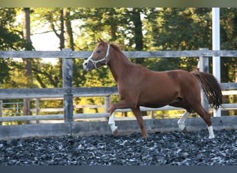 Deutsches Reitpony, Wallach, 11 Jahre, 147 cm, Fuchs