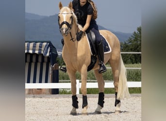 Deutsches Reitpony, Wallach, 11 Jahre, 147 cm, Palomino