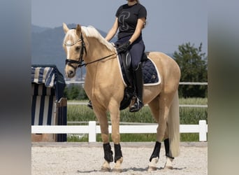 Deutsches Reitpony, Wallach, 11 Jahre, 147 cm, Palomino
