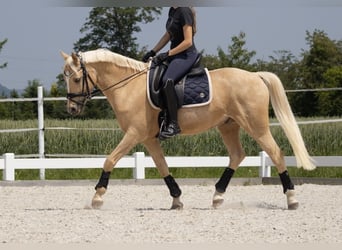 Deutsches Reitpony, Wallach, 11 Jahre, 147 cm, Palomino